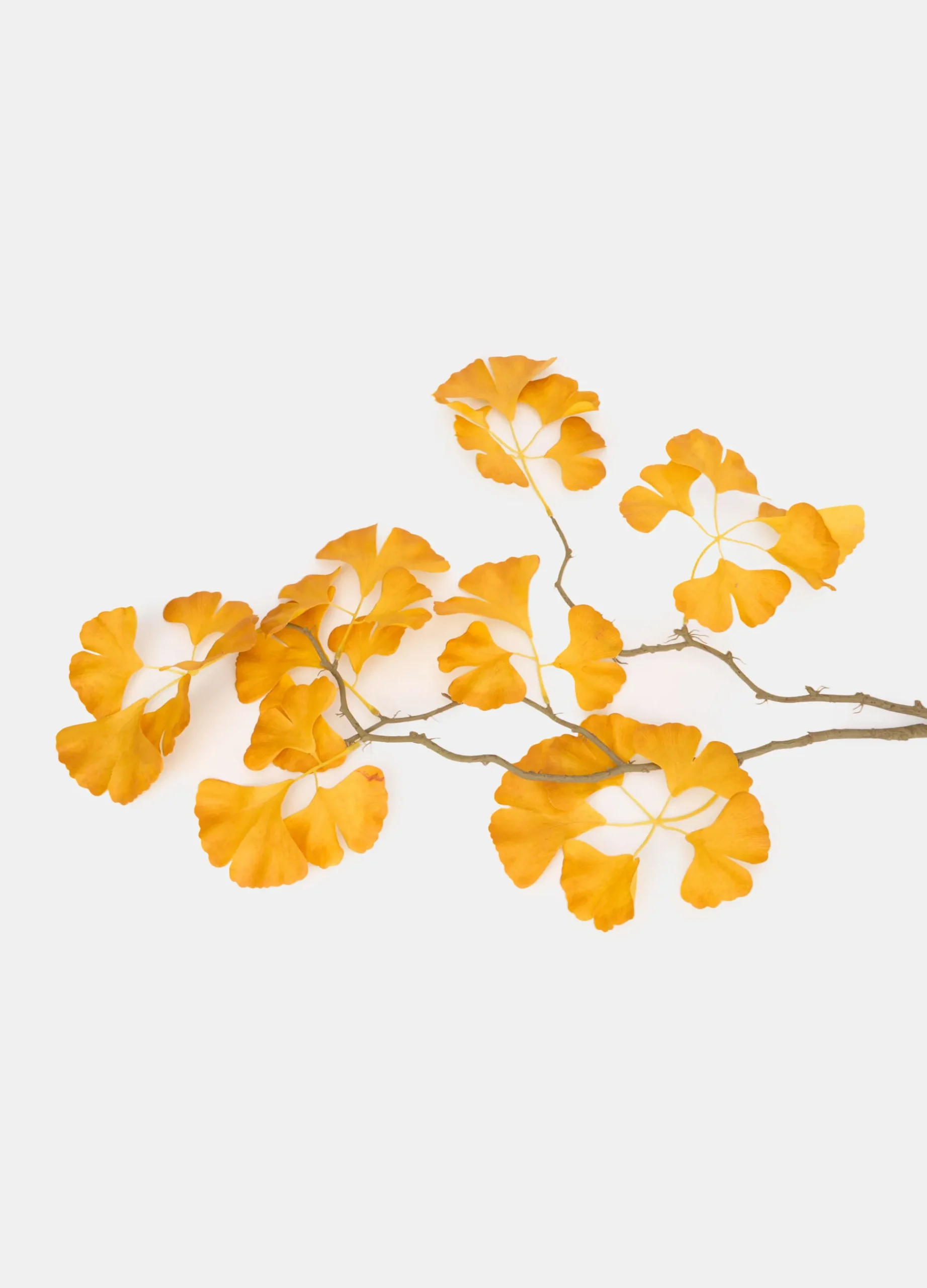 Ramo di ginkgo finto*Croff Best